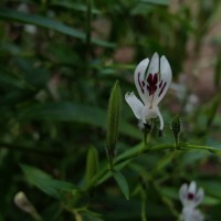 Andrographis paniculata (Burm.f.) Nees